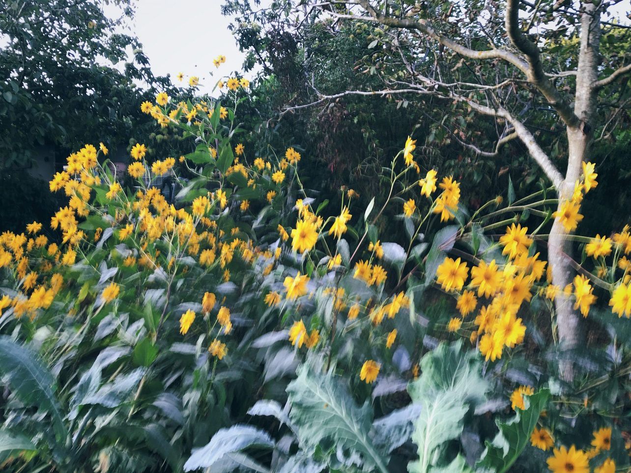 Wildflowers in the valley